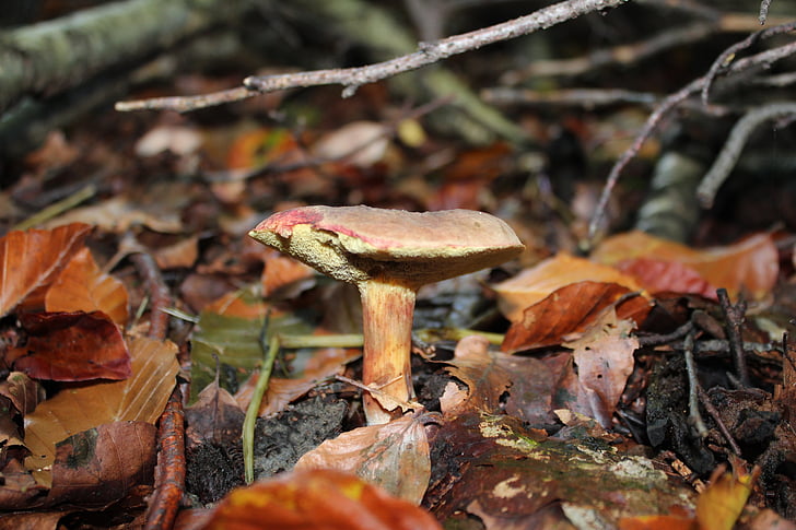 chestnut, cep, forest, mushroom, nature, autumn