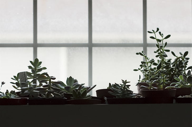 γλάστρες, φυτά, παράθυρο, εσωτερική, γλάστρες με φυτά, γλάστρες