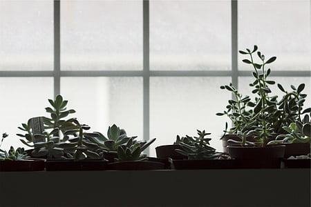 puodai, augalai, langas, uždaras, Augantys vazoniniai augalai, gėlių vazonai