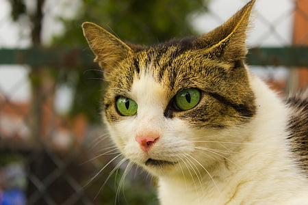 con mèo, lông thú, hàng rào, màu xanh lá cây, động vật, trắng, fluffy