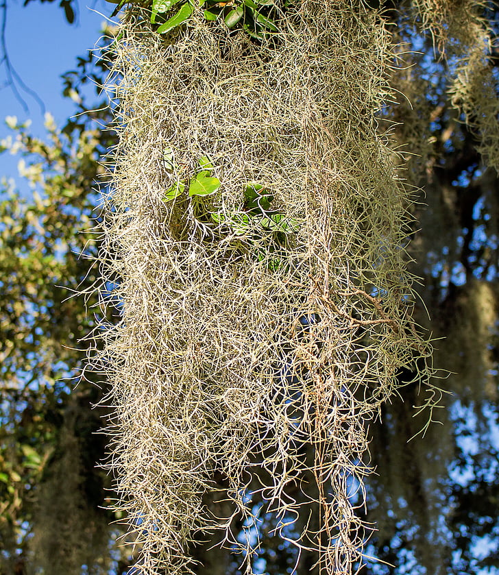 plante, spansk mos, skæg gamle, hø, Indsæt, Jeg agavepalo, Tillandsia usneoides