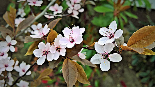 vere ploom, lilled, taim, rotlaubige cherry plum, Prunus, Dekoratiivne, Bush