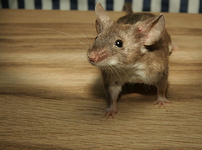 mouse, color mouse, wood, cute, sweet, small, kulleraugen