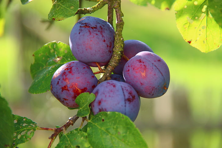 plums, ripe, fruit, delicious, vitamins, nature, food