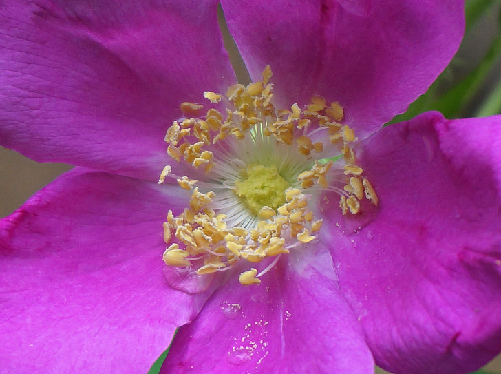 rose macro, rose, rugosa rose, flower, blossom, bloom, pink
