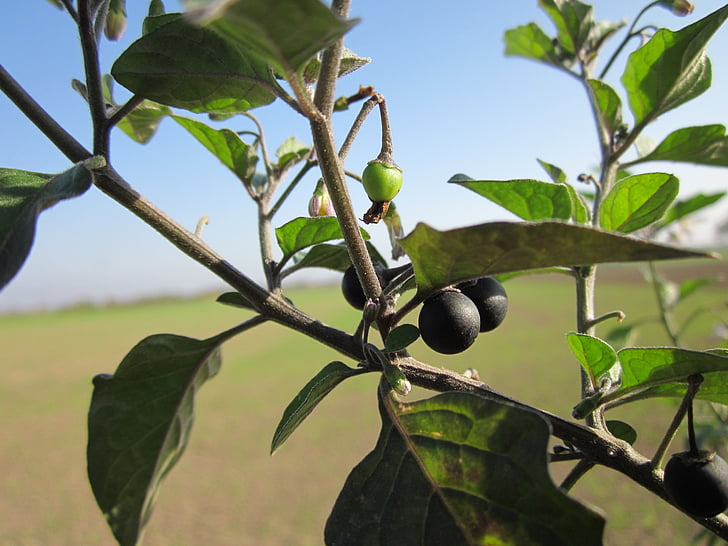 Solanum nigrum, Europeu black nightshade, Black nightshade, pequenos frutos black nightshade, Popolo, duscle, jardim pretinha