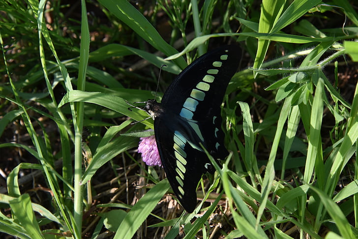 natuurlijke, vlinder, bug, insect, gras, zwarte vleugels