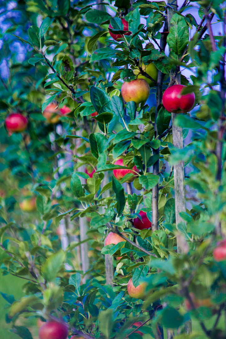 podzim, Jablko, ovoce, Frisch, vyskladnění, Příroda, ovocný strom