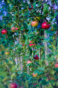 rudens, ābolu, augļi, Frisch, savākšana, daba, augļu koks