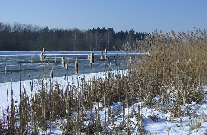 Donau, vinter, sne, Ice, cattail, Reed, siv