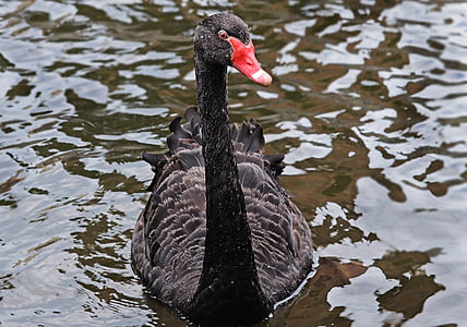 mourning swan, swan, black, black swan, bird, animal, creature