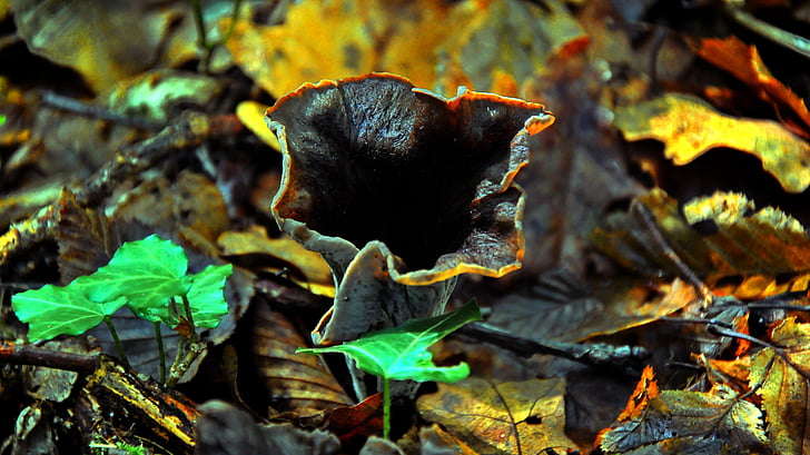mushroom, forest, autumn