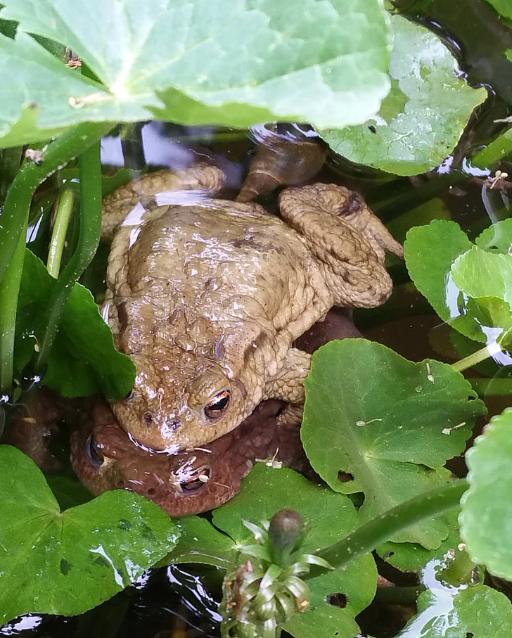 toads, unken, spawn, reproduction