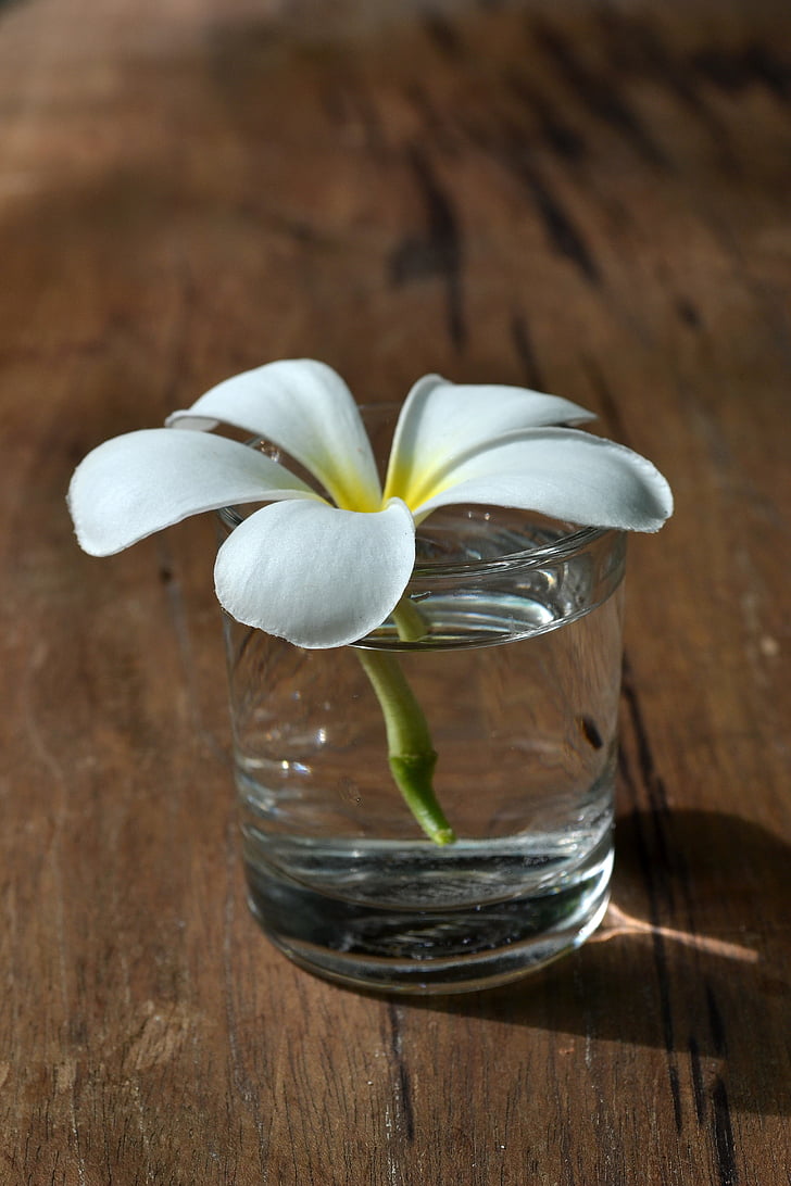 fragrapanti, Weitere Informationen, Blumen, weiß, Frangipani, Natur, weiße Blüten