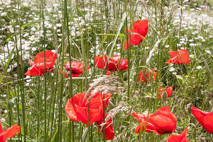 klatschmohn, ไอซ์แลนด์ rhoeas, ดอกไม้, ดอก, บาน, สีแดง, งาดำ