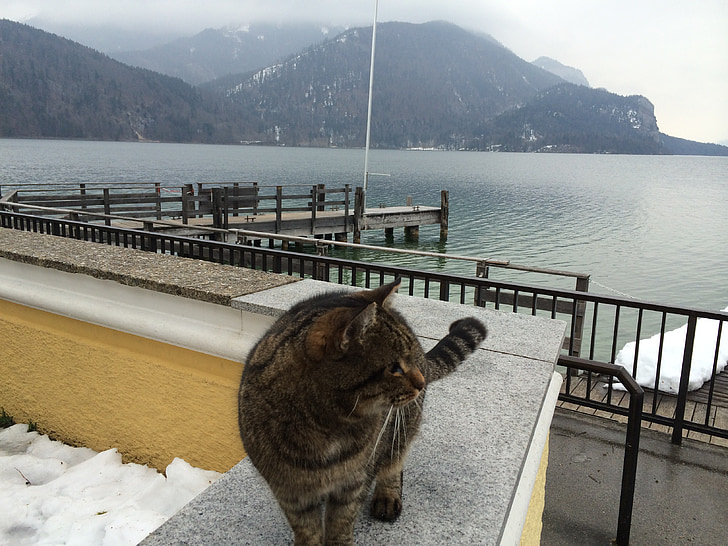 mačka, jezero, pozimi, Salzburg, gore