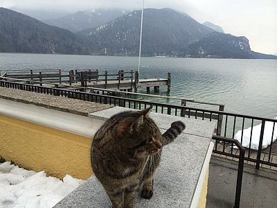 mačka, jazero, zimné, Salzburg, hory