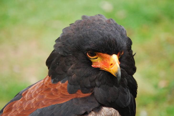 águila, Bateleur, depredador, Close-up, pájaro, animal, naturaleza