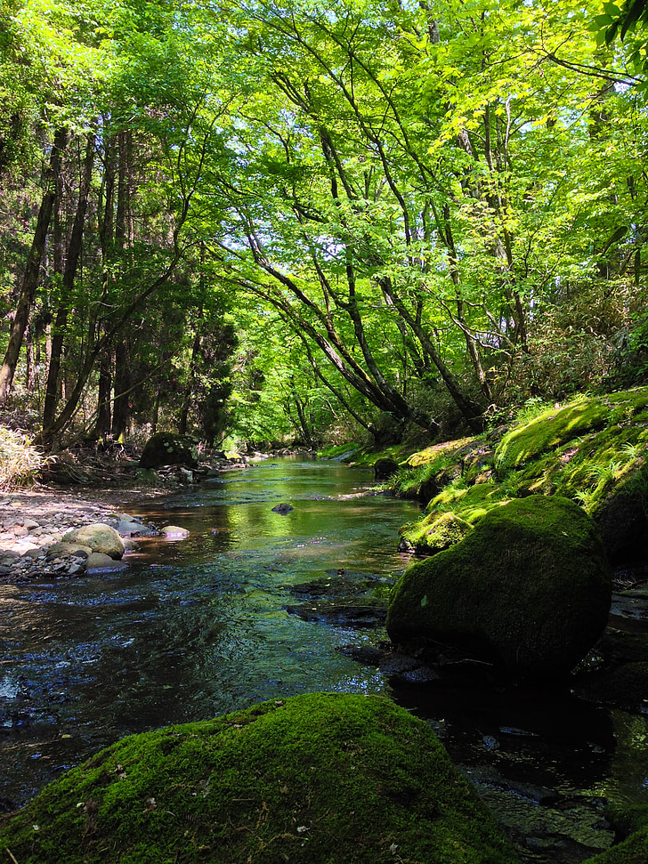 sông, màu xanh lá cây, Nhật bản, nước, nước tự nhiên, Aso, Kumamoto