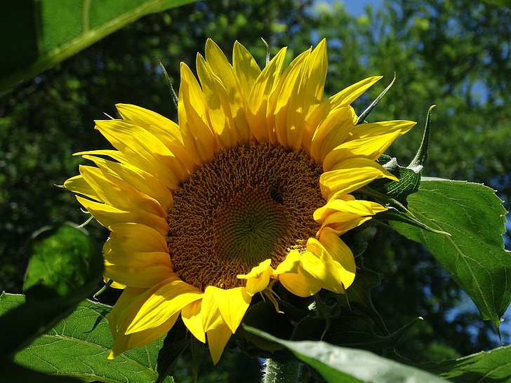bunga matahari, kuning, benih