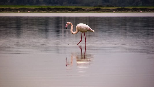 Flamingo, ptica, selitvene, narave, živali, roza, prosto živeče živali