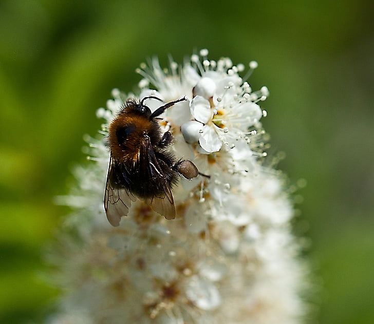insect, bittern, white flower, full bloom, summer, nature, nectar