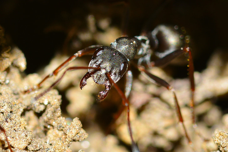 昆虫, serviformica, cunicularia, マクロ, ant