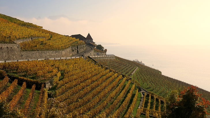 Lac leman, vingårdar, vinodling, Lavaux