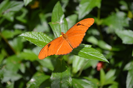 borboleta, laranja, inseto, Bug, brilhante, voar, natureza