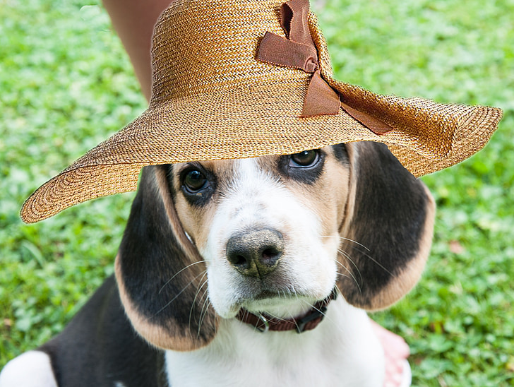 Beagle, câine, curva, pălărie, distractiv