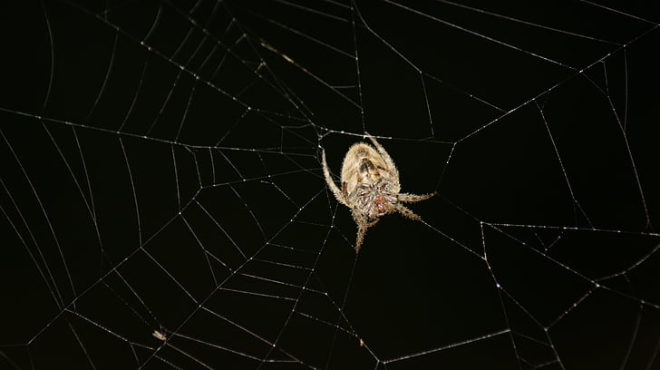 Colombia, của bạn, lĩnh vực, nhện, Spider web, Thiên nhiên, arachnid