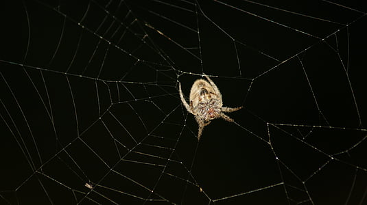Kolumbia, a, a mező, pók, pók hálójában, természet, Arachnid