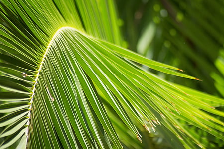palmy, liście palmowe, liść, zbliżenie, zielony, ochrony