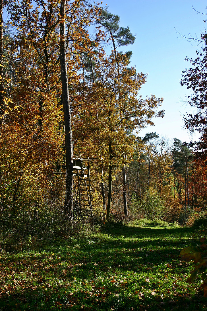 gozd, jeseni, narave, dreves, Jesenski gozd, krajine, zlati jeseni