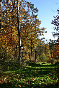 skov, efterår, natur, træer, efteråret skov, landskab, gyldne efterår