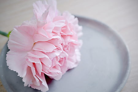 carnation, flower, pink, blossom, bloom, petals, pink flower