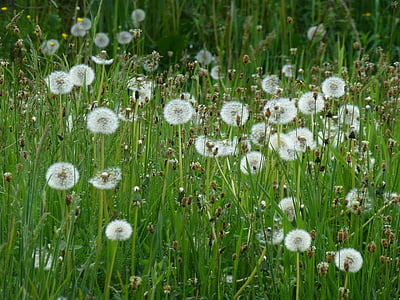 dandelion, grass, nature, seedhead, plant, weed, fluffy