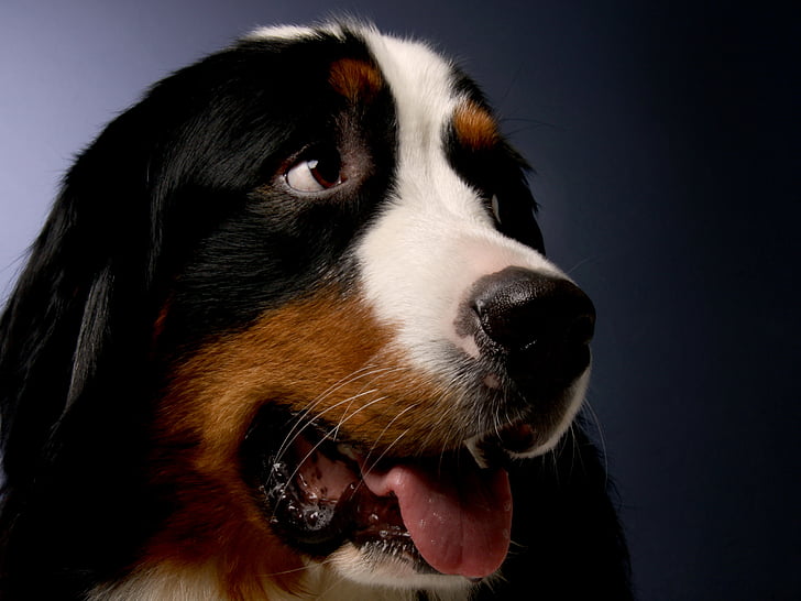 Bernese mountain dog, câine, animale, draga, bun