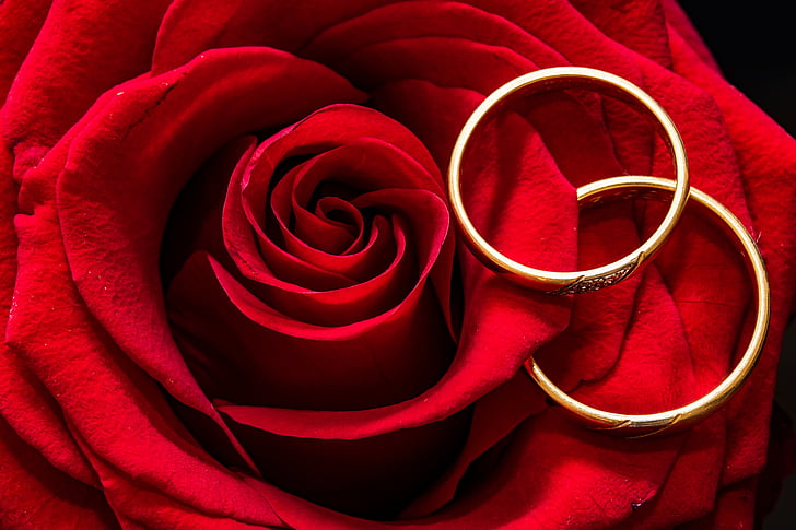 wedding rings, rose, rings, gold rings, rose is lying, togetherness, golden rings