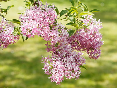 花, 丁香, 自然, 春天, 紫色, 白色, 灌木