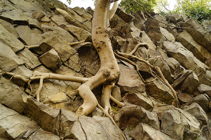 puu, root, juuret, Cliff, Luonto, on mielenkiintoista, hegyestű