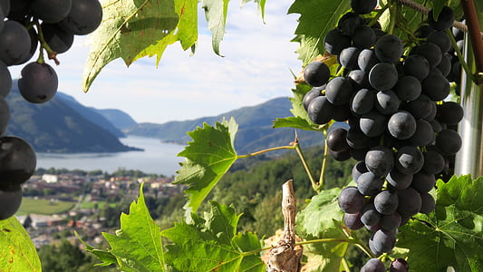 uvas, Lago, planta, natureza, viticultura, vinho, Rebstock