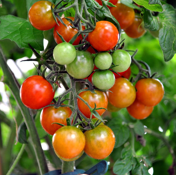 cà chua bụi, coctailtomate, màu đỏ, màu xanh lá cây, rau quả, thực phẩm và đồ uống, nông nghiệp