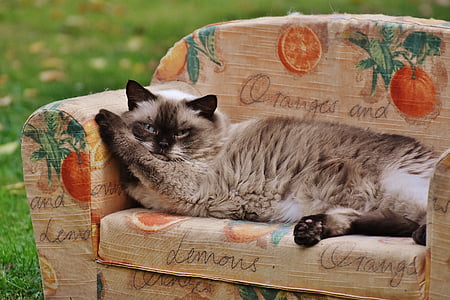kanapé, kanapé, macska, brit Rövidszőrű, telivér, szőrme, barna