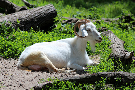 goat, white goat, animal, white pet, pet, animals, meadow