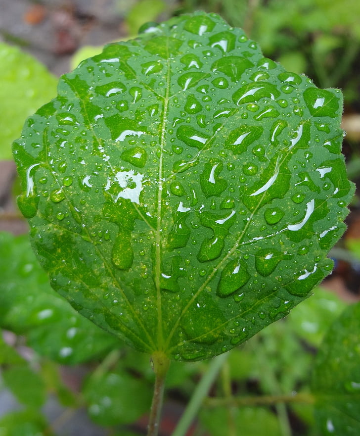 leaf, rain, rainy, raindrop, raindrops, green