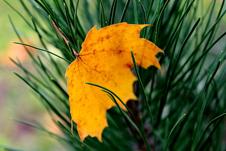 list, igle, žuta, priroda, zelena, južne Češke, lišće