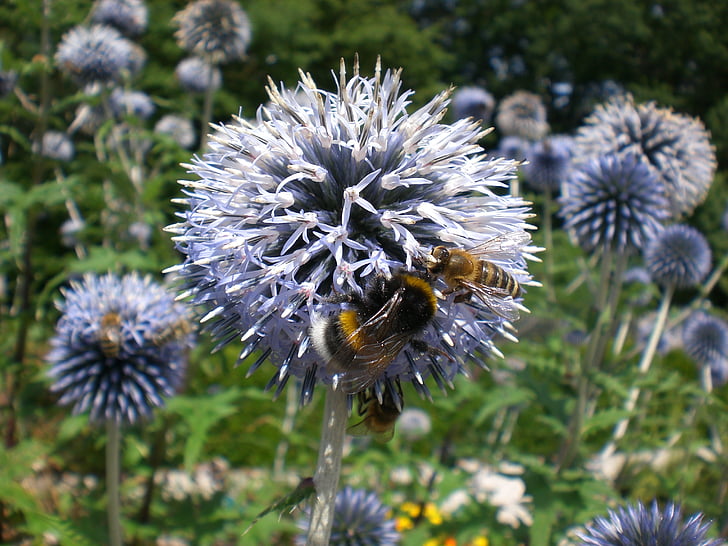 Hummel, včela, květ, Bloom, česnek, fialová