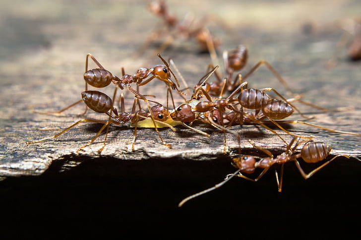 Ameisen, Leben, Tiere, Nomaden-rot, Thailand, die Umwelt, Natur