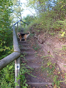 gradually, stairs, emergence, railing, nature, moss